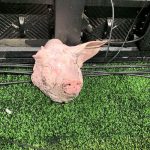 Cabeça de porco foi arremessada no gramado em Corinthians x Palmeiras - Foto: Bruno Palamin.