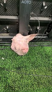 Cabeça de porco foi arremessada no gramado em Corinthians x Palmeiras - Foto: Bruno Palamin.